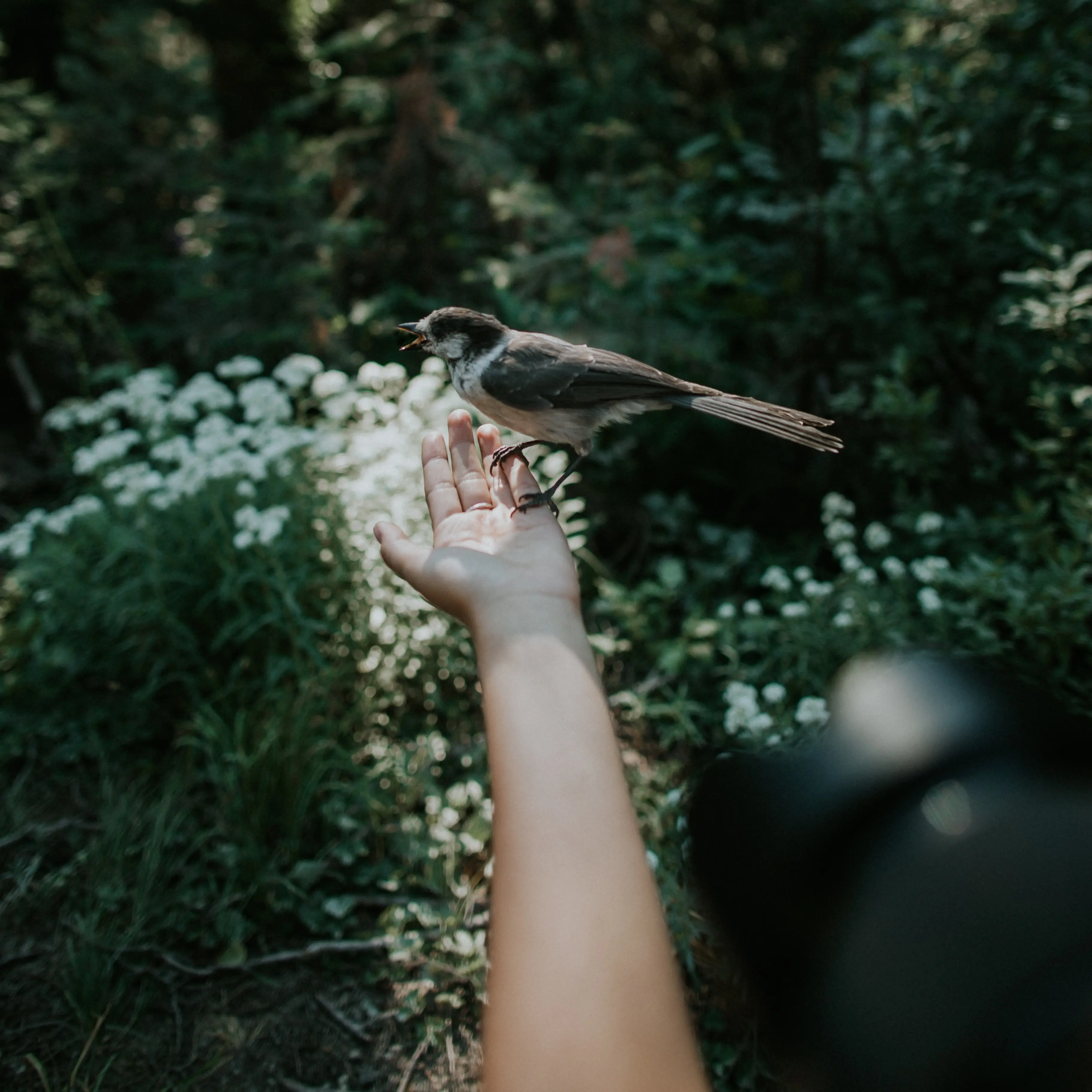 Photography of bird wildlife in nature 